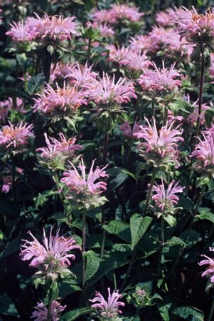 Monarda 'Fishes' geen maat specificatie 0,55L/P9cm - afbeelding 5