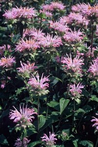 Monarda 'Fishes' geen maat specificatie 0,55L/P9cm - afbeelding 5