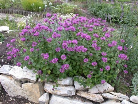 Monarda fistulosa geen maat specificatie 0,55L/P9cm - afbeelding 1