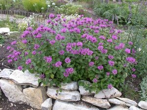 Monarda fistulosa geen maat specificatie 0,55L/P9cm