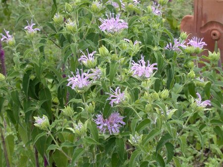 Monarda fistulosa geen maat specificatie 0,55L/P9cm - afbeelding 2