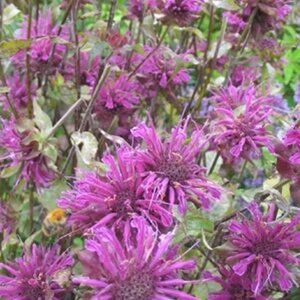 Monarda 'Kardinal' geen maat specificatie 0,55L/P9cm