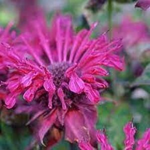 Monarda 'Kardinal' geen maat specificatie 0,55L/P9cm - afbeelding 2