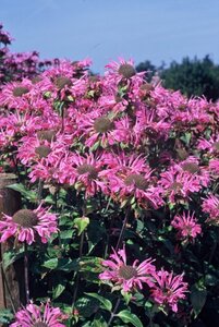 Monarda 'Marshall's Delight' geen maat specificatie 0,55L/P9cm