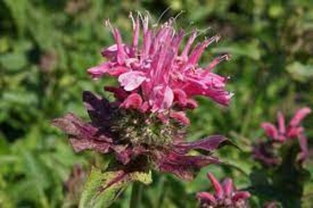 Monarda 'Marshall's Delight' geen maat specificatie 0,55L/P9cm - afbeelding 2
