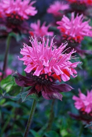 Monarda 'Marshall's Delight' geen maat specificatie 0,55L/P9cm - afbeelding 3