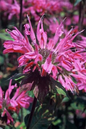 Monarda 'Marshall's Delight' geen maat specificatie 0,55L/P9cm - afbeelding 4