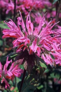Monarda 'Marshall's Delight' geen maat specificatie 0,55L/P9cm - afbeelding 4