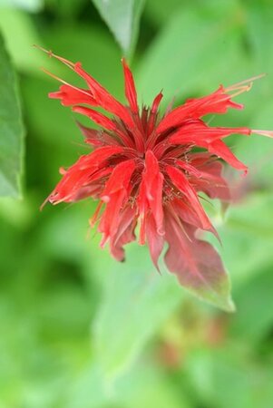 Monarda 'Oneida' ='Squaw'(verouderd) geen maat specificatie 0,55L/P9cm - afbeelding 1