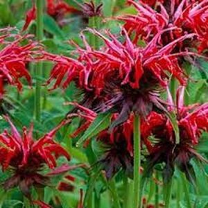 Monarda 'Oneida' ='Squaw'(verouderd) geen maat specificatie 0,55L/P9cm - afbeelding 2