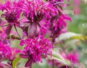 Monarda 'On Parade' geen maat specificatie 0,55L/P9cm