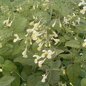 Nepeta govaniana geen maat specificatie 0,55L/P9cm