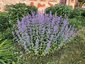 Nepeta grandiflora 'Summer Magic' geen maat specificatie 0,55L/P9cm - afbeelding 1