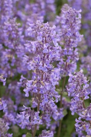Nepeta grandiflora 'Summer Magic' geen maat specificatie 0,55L/P9cm - afbeelding 2