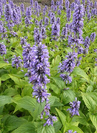 Nepeta Mr Blue Sky geen maat specificatie 0,55L/P9cm - afbeelding 1