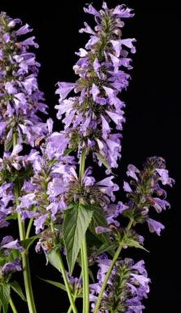 Nepeta Mr Blue Sky geen maat specificatie 0,55L/P9cm - afbeelding 2