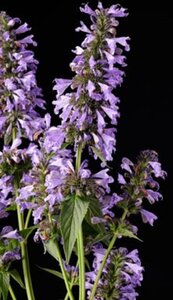 Nepeta Mr Blue Sky geen maat specificatie 0,55L/P9cm - afbeelding 2