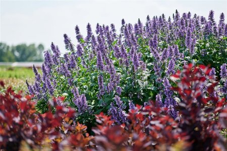 Nepeta Mr Blue Sky geen maat specificatie 0,55L/P9cm - afbeelding 3