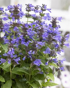 Nepeta Neptune geen maat specificatie 0,55L/P9cm - afbeelding 1