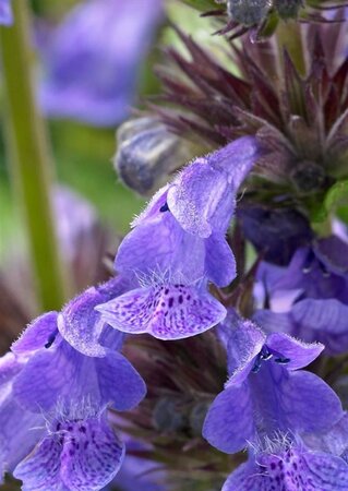 Nepeta Neptune geen maat specificatie 0,55L/P9cm - afbeelding 4