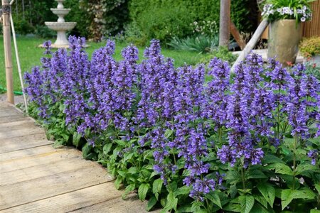 Nepeta Neptune geen maat specificatie 0,55L/P9cm - afbeelding 5