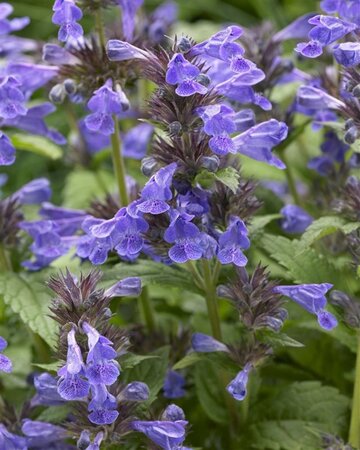 Nepeta Neptune geen maat specificatie 0,55L/P9cm - afbeelding 2