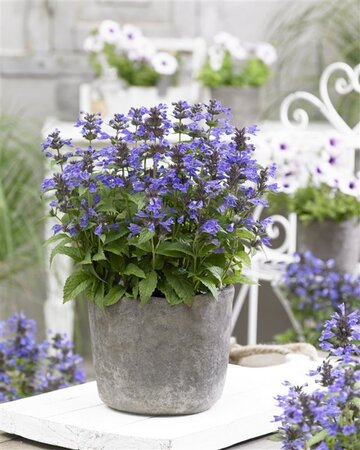 Nepeta Neptune geen maat specificatie 0,55L/P9cm - afbeelding 6