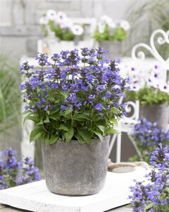 Nepeta Neptune geen maat specificatie 0,55L/P9cm - afbeelding 6