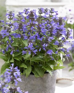 Nepeta Neptune geen maat specificatie 0,55L/P9cm - afbeelding 7