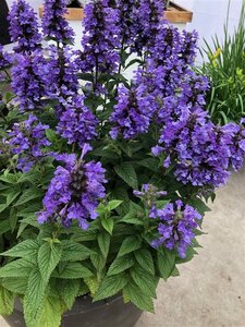 Nepeta Neptune geen maat specificatie 0,55L/P9cm - afbeelding 3