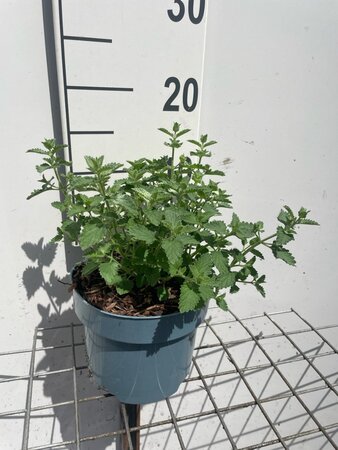 Nepeta 'Walker's Low' geen maat specificatie cont. 2,0L - afbeelding 1