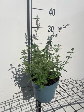 Nepeta 'Walker's Low' geen maat specificatie cont. 2,0L - afbeelding 2