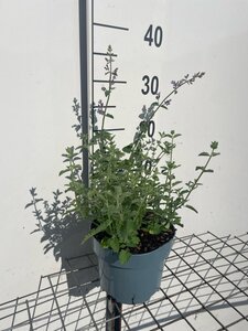 Nepeta 'Walker's Low' geen maat specificatie cont. 2,0L - afbeelding 2