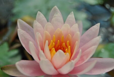 Nymphaea 'Fabiola' geen maat specificatie 1,0L/P11cm