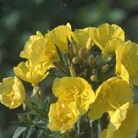 Oenothera fruticosa glauca= tetragona(verouderd) geen maat specificatie 0,55L/P9cm - afbeelding 1