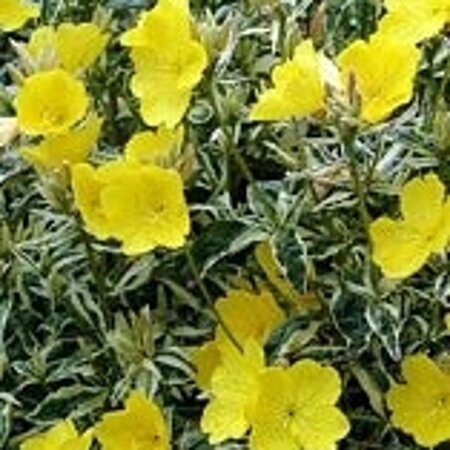 Oenothera fruticosa glauca= tetragona(verouderd) geen maat specificatie 0,55L/P9cm - afbeelding 2