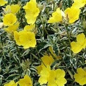 Oenothera fruticosa glauca= tetragona(verouderd) geen maat specificatie 0,55L/P9cm - afbeelding 2