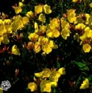 Oenothera fr. 'Sonnenwende' geen maat specificatie 0,55L/P9cm