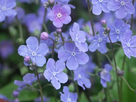 Omphalodes capp. 'Cherry Ingram' geen maat specificatie 0,55L/P9cm - afbeelding 1