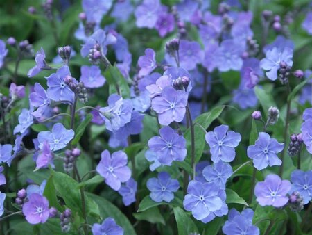 Omphalodes capp. 'Cherry Ingram' geen maat specificatie 0,55L/P9cm - afbeelding 2