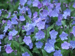 Omphalodes capp. 'Cherry Ingram' geen maat specificatie 0,55L/P9cm - afbeelding 2