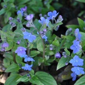 Omphalodes capp. 'Cherry Ingram' geen maat specificatie 0,55L/P9cm - afbeelding 3