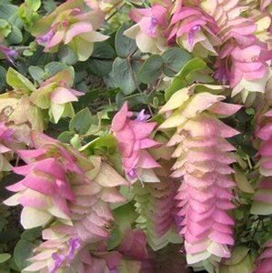 Origanum rot. 'Kent Beauty' geen maat specificatie 0,55L/P9cm