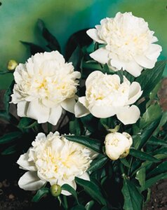 Paeonia (LD) 'Duchesse de Nemours' geen maat specificatie 0,55L/P9cm