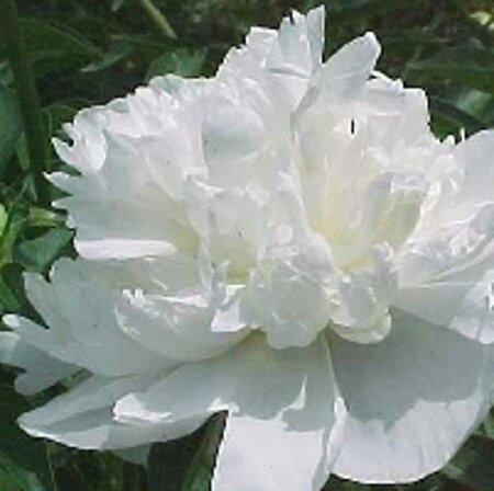 Paeonia (LD) 'Duchesse de Nemours' geen maat specificatie 0,55L/P9cm - afbeelding 2