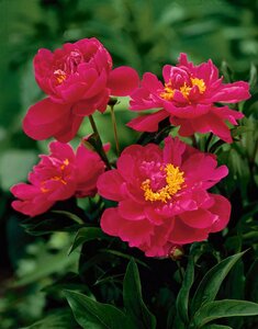 Paeonia (LD) 'Karl Rosenfield' geen maat specificatie 0,55L/P9cm