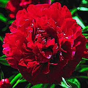 Paeonia (LD) 'Karl Rosenfield' geen maat specificatie 0,55L/P9cm - afbeelding 2