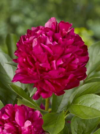 Paeonia (LD) 'Karl Rosenfield' geen maat specificatie 0,55L/P9cm - afbeelding 3