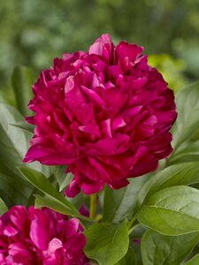 Paeonia (LD) 'Karl Rosenfield' geen maat specificatie 0,55L/P9cm - afbeelding 3