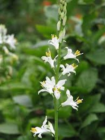 Paradisea lusitanica geen maat specificatie 0,55L/P9cm